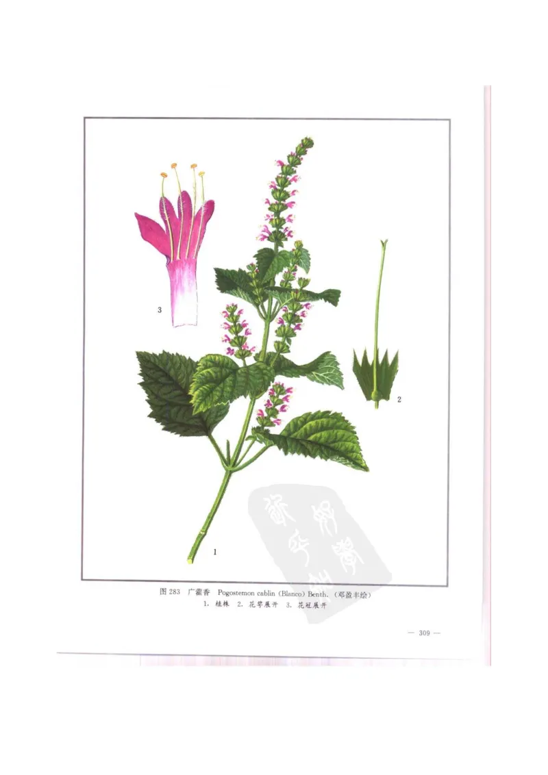 中国本草彩色图鉴（常用中药篇）（中卷）（钱信忠）_绝版书_天涯系列_t涯_绝版古籍电子书合集（13大类）_医书类_中国本草彩色图鉴（常用中药篇）_3册