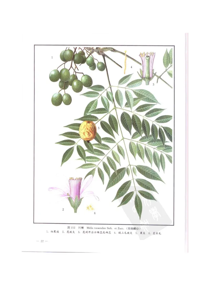 中国本草彩色图鉴（常用中药篇）（中卷）（钱信忠）_绝版书_天涯系列_t涯_绝版古籍电子书合集（13大类）_医书类_中国本草彩色图鉴（常用中药篇）_3册