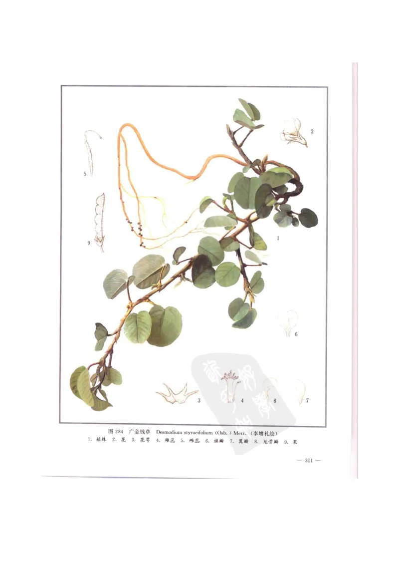 中国本草彩色图鉴（常用中药篇）（中卷）（钱信忠）_绝版书_天涯系列_t涯_绝版古籍电子书合集（13大类）_医书类_中国本草彩色图鉴（常用中药篇）_3册