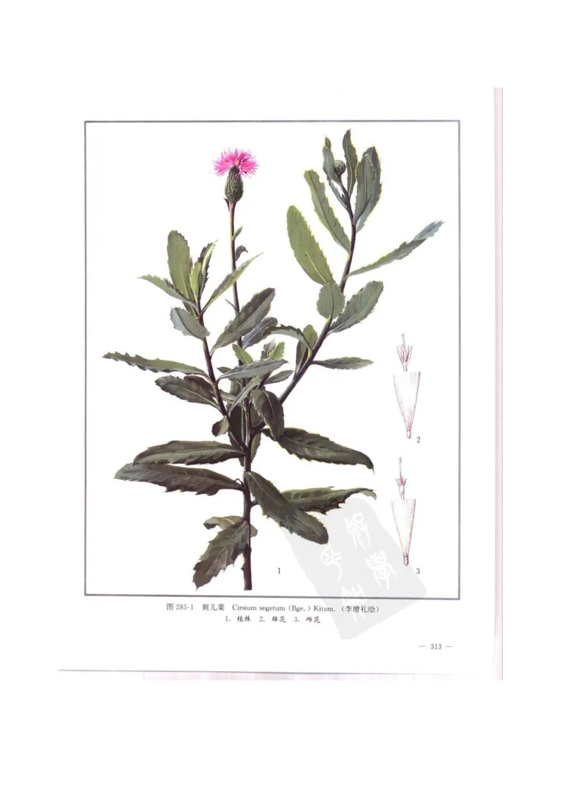 中国本草彩色图鉴（常用中药篇）（中卷）（钱信忠）_绝版书_天涯系列_t涯_绝版古籍电子书合集（13大类）_医书类_中国本草彩色图鉴（常用中药篇）_3册