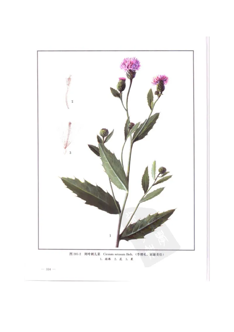 中国本草彩色图鉴（常用中药篇）（中卷）（钱信忠）_绝版书_天涯系列_t涯_绝版古籍电子书合集（13大类）_医书类_中国本草彩色图鉴（常用中药篇）_3册