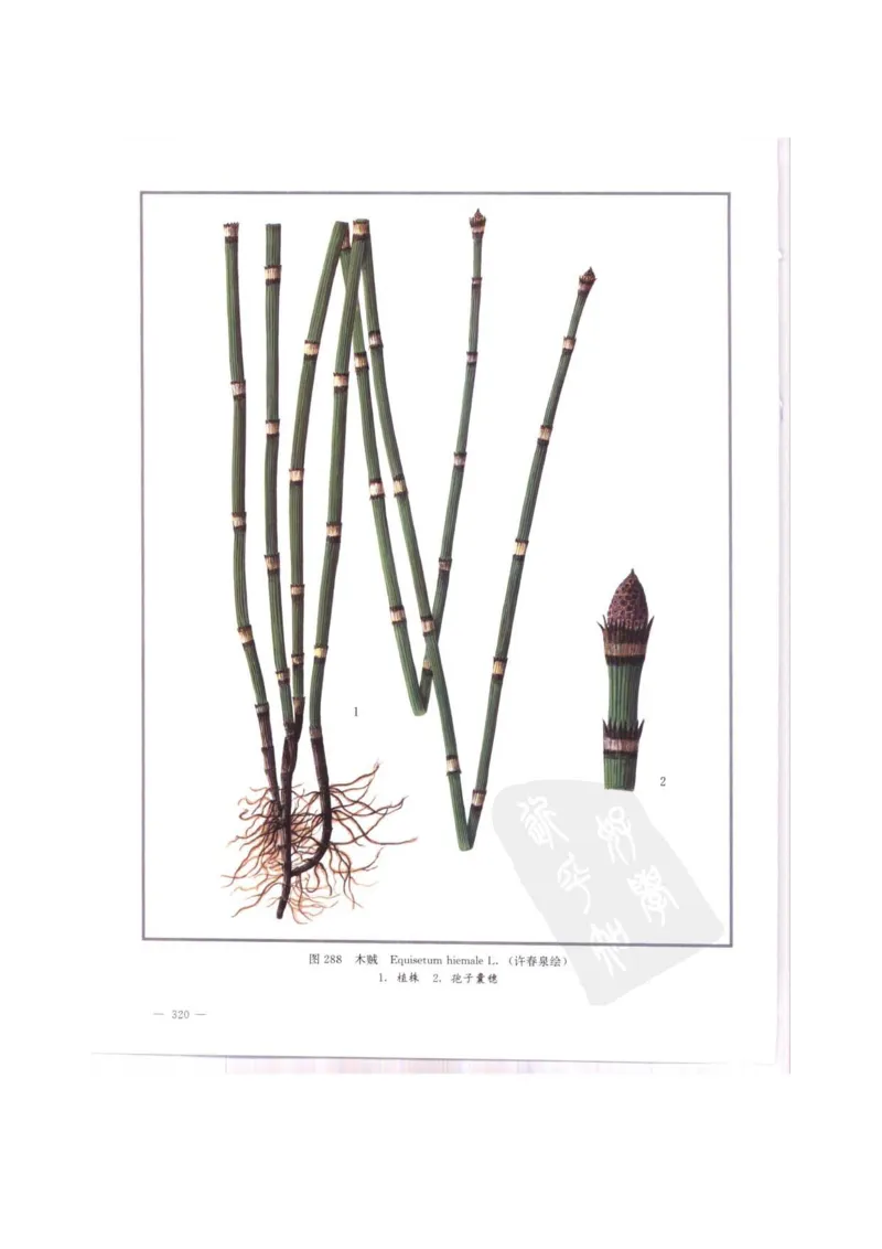 中国本草彩色图鉴（常用中药篇）（中卷）（钱信忠）_绝版书_天涯系列_t涯_绝版古籍电子书合集（13大类）_医书类_中国本草彩色图鉴（常用中药篇）_3册