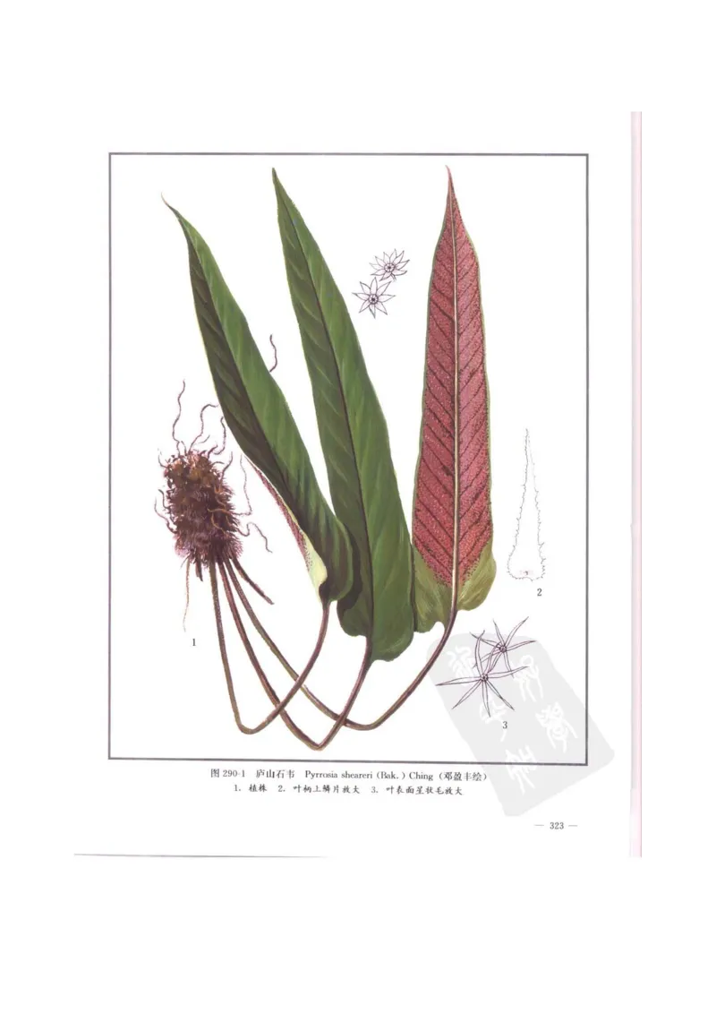 中国本草彩色图鉴（常用中药篇）（中卷）（钱信忠）_绝版书_天涯系列_t涯_绝版古籍电子书合集（13大类）_医书类_中国本草彩色图鉴（常用中药篇）_3册