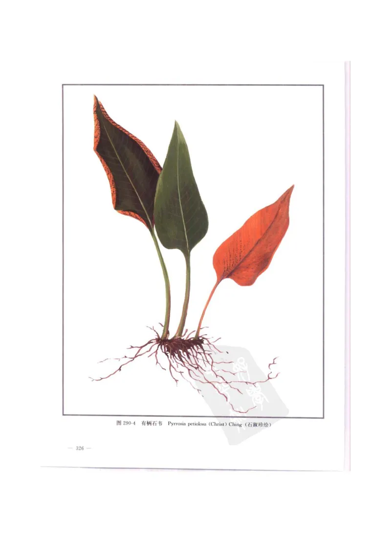 中国本草彩色图鉴（常用中药篇）（中卷）（钱信忠）_绝版书_天涯系列_t涯_绝版古籍电子书合集（13大类）_医书类_中国本草彩色图鉴（常用中药篇）_3册