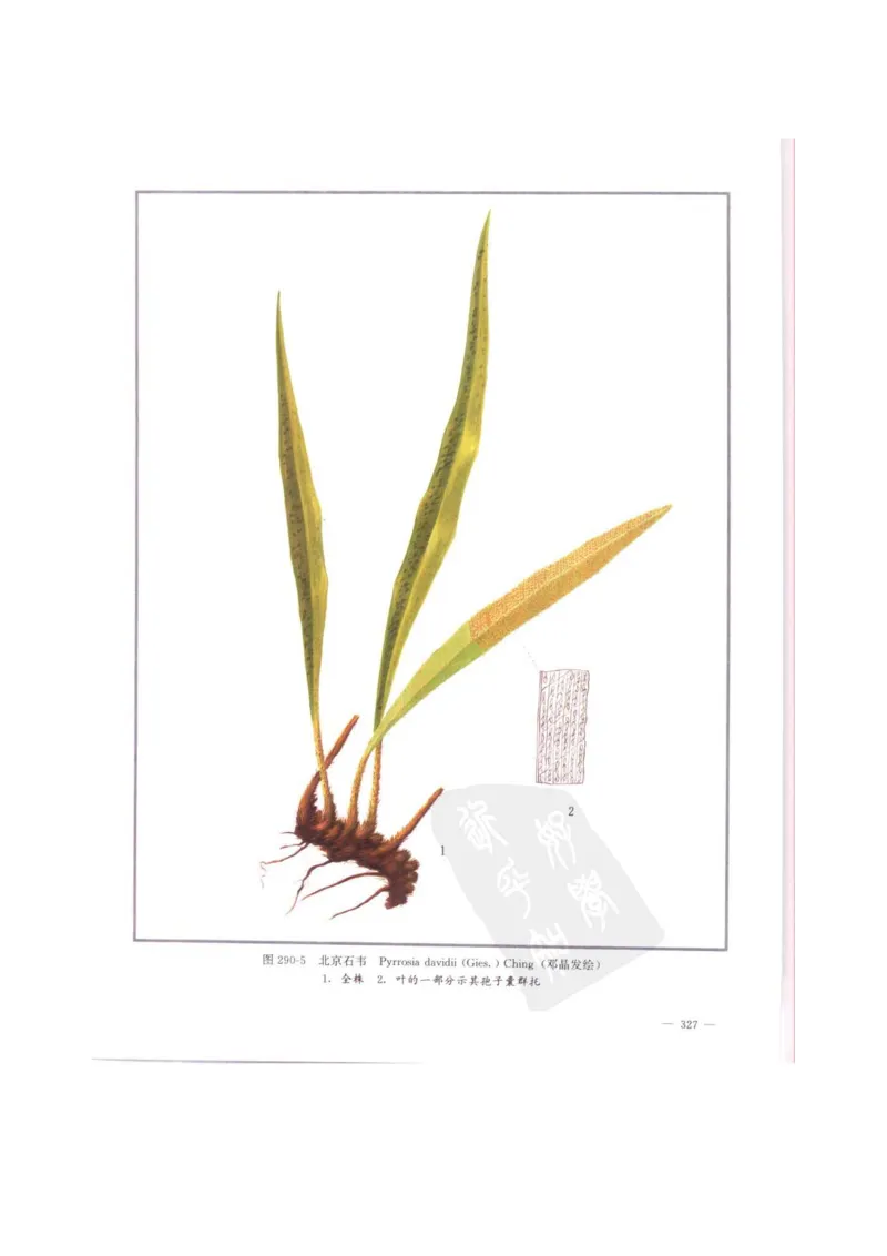 中国本草彩色图鉴（常用中药篇）（中卷）（钱信忠）_绝版书_天涯系列_t涯_绝版古籍电子书合集（13大类）_医书类_中国本草彩色图鉴（常用中药篇）_3册