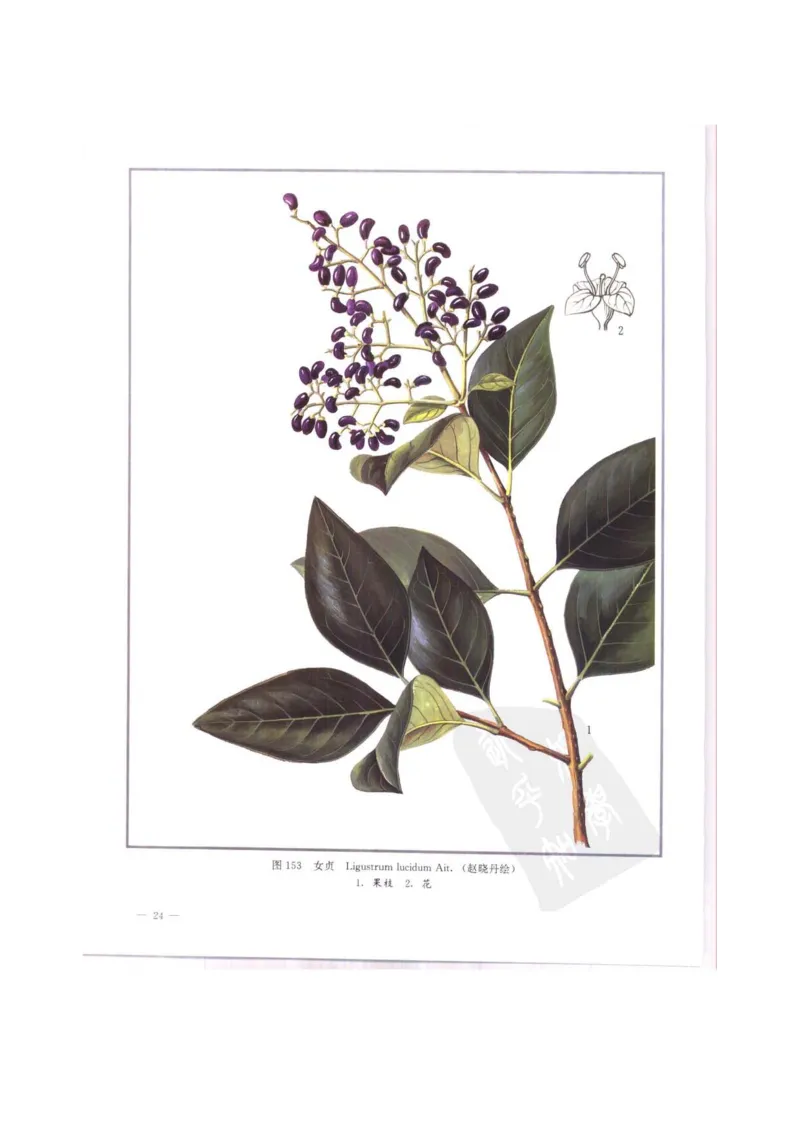 中国本草彩色图鉴（常用中药篇）（中卷）（钱信忠）_绝版书_天涯系列_t涯_绝版古籍电子书合集（13大类）_医书类_中国本草彩色图鉴（常用中药篇）_3册