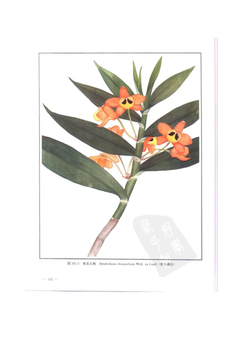 中国本草彩色图鉴（常用中药篇）（中卷）（钱信忠）_绝版书_天涯系列_t涯_绝版古籍电子书合集（13大类）_医书类_中国本草彩色图鉴（常用中药篇）_3册