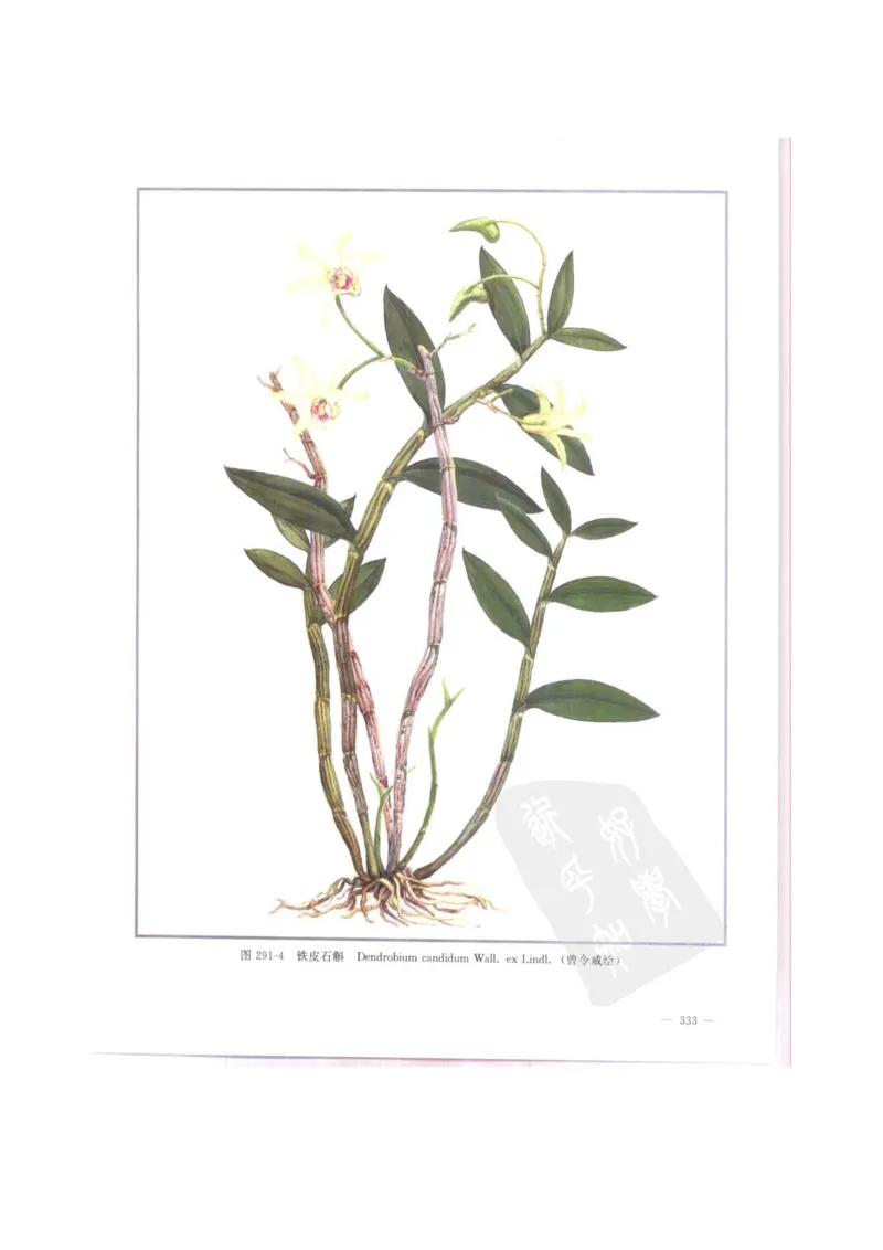 中国本草彩色图鉴（常用中药篇）（中卷）（钱信忠）_绝版书_天涯系列_t涯_绝版古籍电子书合集（13大类）_医书类_中国本草彩色图鉴（常用中药篇）_3册