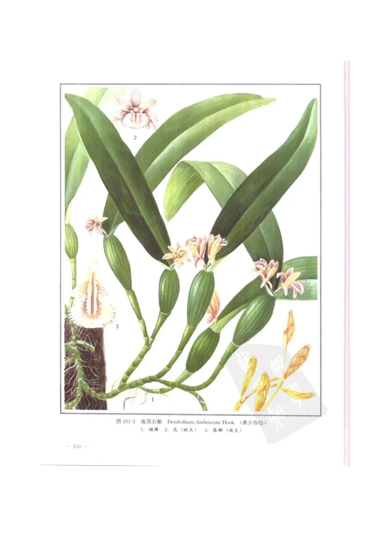 中国本草彩色图鉴（常用中药篇）（中卷）（钱信忠）_绝版书_天涯系列_t涯_绝版古籍电子书合集（13大类）_医书类_中国本草彩色图鉴（常用中药篇）_3册