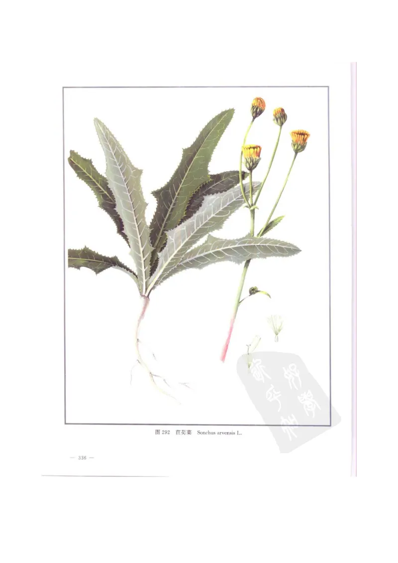 中国本草彩色图鉴（常用中药篇）（中卷）（钱信忠）_绝版书_天涯系列_t涯_绝版古籍电子书合集（13大类）_医书类_中国本草彩色图鉴（常用中药篇）_3册