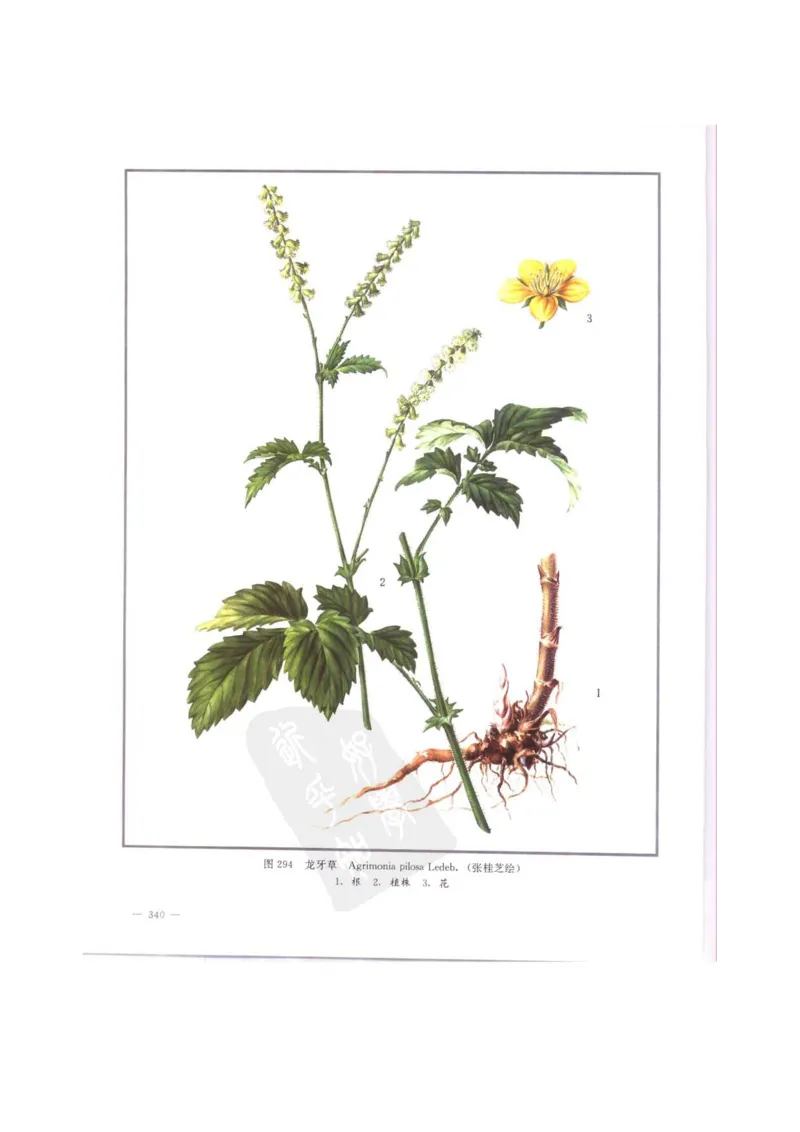 中国本草彩色图鉴（常用中药篇）（中卷）（钱信忠）_绝版书_天涯系列_t涯_绝版古籍电子书合集（13大类）_医书类_中国本草彩色图鉴（常用中药篇）_3册