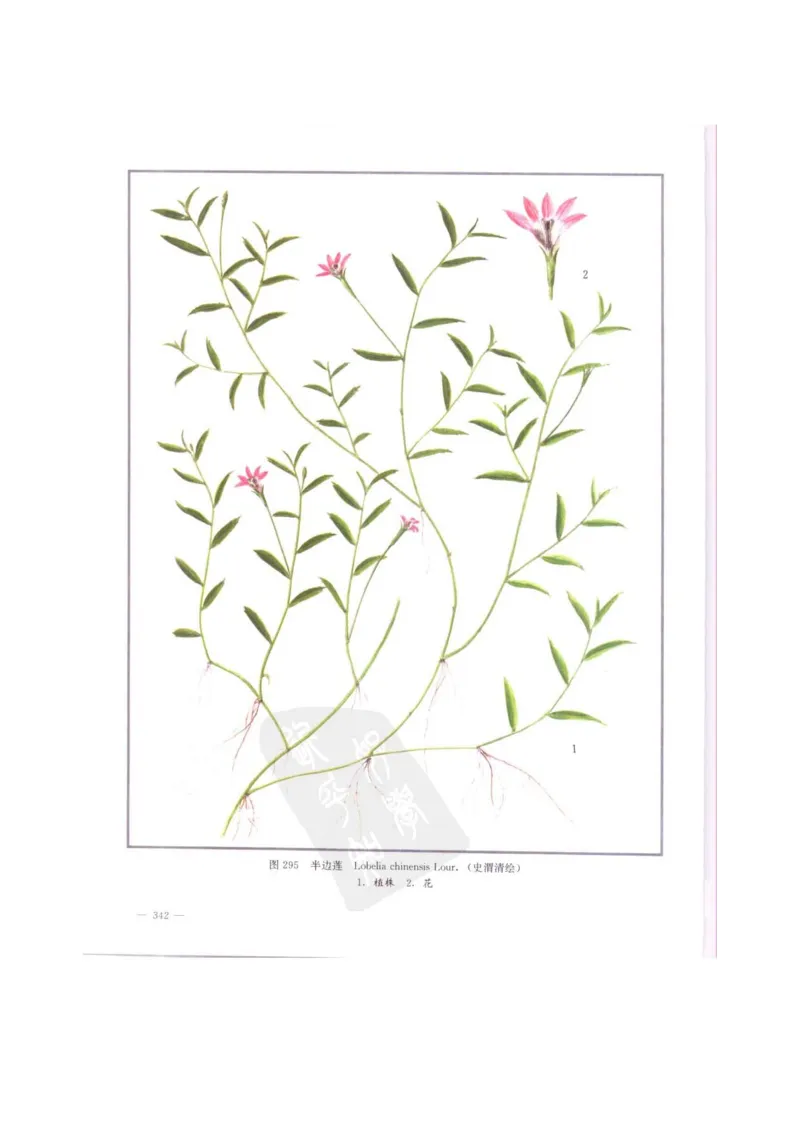 中国本草彩色图鉴（常用中药篇）（中卷）（钱信忠）_绝版书_天涯系列_t涯_绝版古籍电子书合集（13大类）_医书类_中国本草彩色图鉴（常用中药篇）_3册