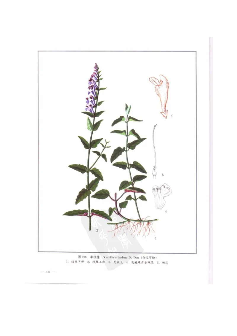 中国本草彩色图鉴（常用中药篇）（中卷）（钱信忠）_绝版书_天涯系列_t涯_绝版古籍电子书合集（13大类）_医书类_中国本草彩色图鉴（常用中药篇）_3册