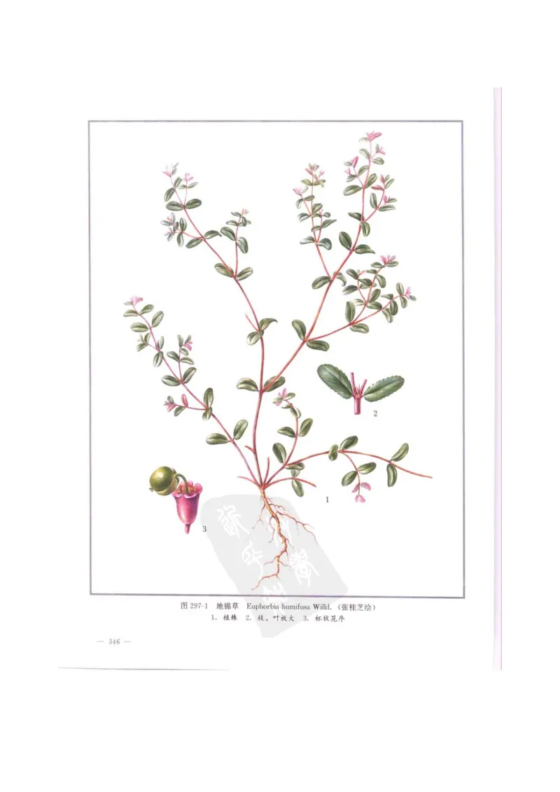 中国本草彩色图鉴（常用中药篇）（中卷）（钱信忠）_绝版书_天涯系列_t涯_绝版古籍电子书合集（13大类）_医书类_中国本草彩色图鉴（常用中药篇）_3册