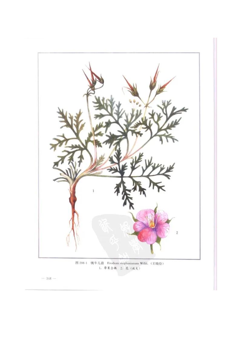 中国本草彩色图鉴（常用中药篇）（中卷）（钱信忠）_绝版书_天涯系列_t涯_绝版古籍电子书合集（13大类）_医书类_中国本草彩色图鉴（常用中药篇）_3册