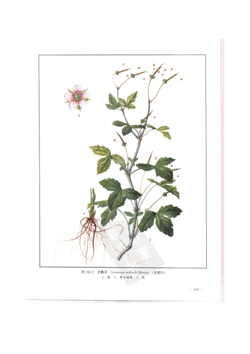 中国本草彩色图鉴（常用中药篇）（中卷）（钱信忠）_绝版书_天涯系列_t涯_绝版古籍电子书合集（13大类）_医书类_中国本草彩色图鉴（常用中药篇）_3册