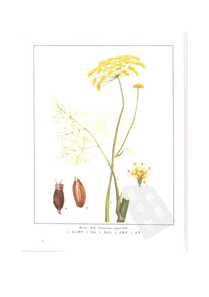 中国本草彩色图鉴（常用中药篇）（中卷）（钱信忠）_绝版书_天涯系列_t涯_绝版古籍电子书合集（13大类）_医书类_中国本草彩色图鉴（常用中药篇）_3册