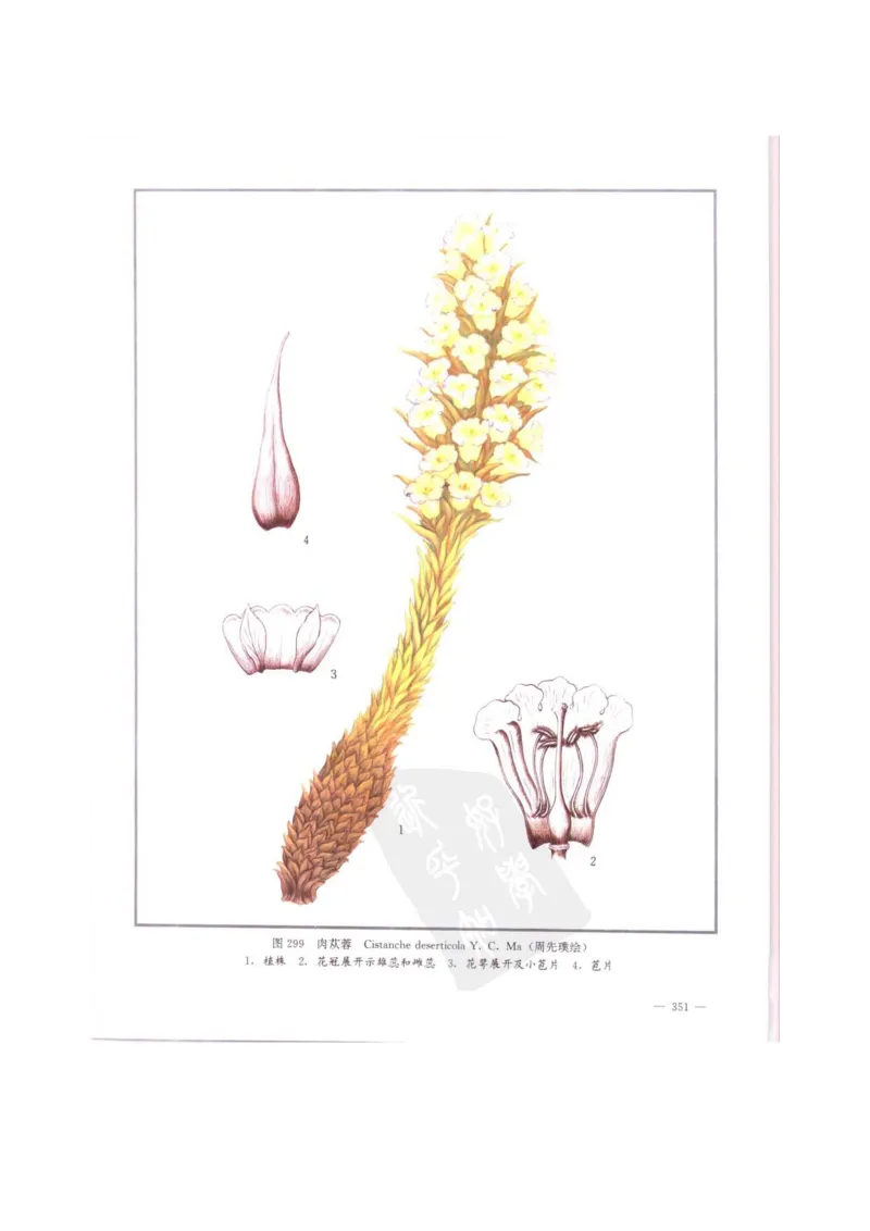 中国本草彩色图鉴（常用中药篇）（中卷）（钱信忠）_绝版书_天涯系列_t涯_绝版古籍电子书合集（13大类）_医书类_中国本草彩色图鉴（常用中药篇）_3册