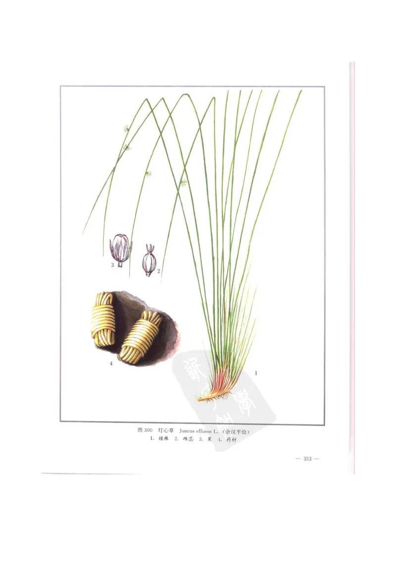 中国本草彩色图鉴（常用中药篇）（中卷）（钱信忠）_绝版书_天涯系列_t涯_绝版古籍电子书合集（13大类）_医书类_中国本草彩色图鉴（常用中药篇）_3册