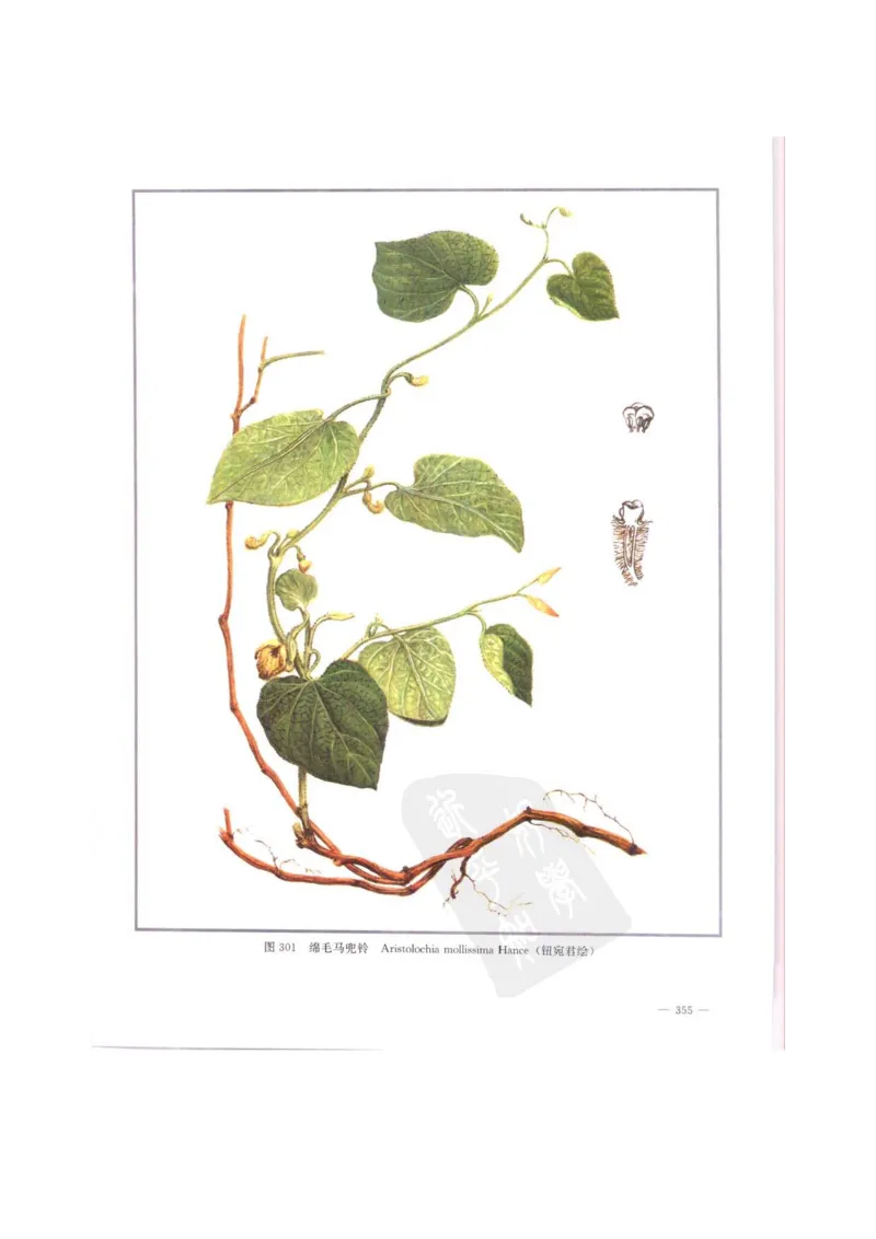 中国本草彩色图鉴（常用中药篇）（中卷）（钱信忠）_绝版书_天涯系列_t涯_绝版古籍电子书合集（13大类）_医书类_中国本草彩色图鉴（常用中药篇）_3册