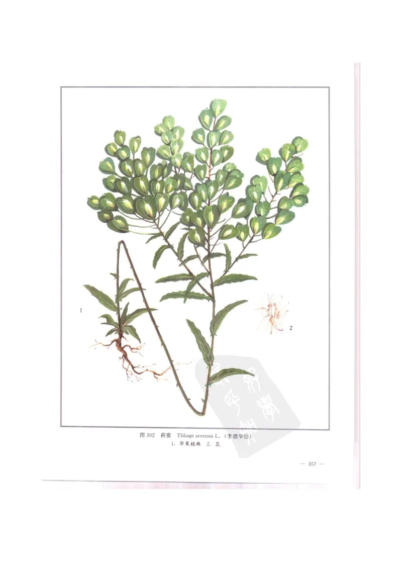 中国本草彩色图鉴（常用中药篇）（中卷）（钱信忠）_绝版书_天涯系列_t涯_绝版古籍电子书合集（13大类）_医书类_中国本草彩色图鉴（常用中药篇）_3册