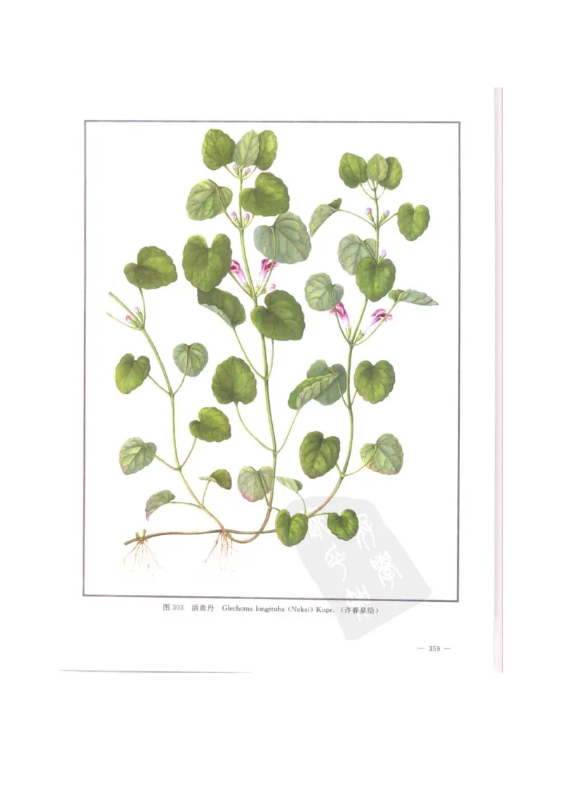 中国本草彩色图鉴（常用中药篇）（中卷）（钱信忠）_绝版书_天涯系列_t涯_绝版古籍电子书合集（13大类）_医书类_中国本草彩色图鉴（常用中药篇）_3册