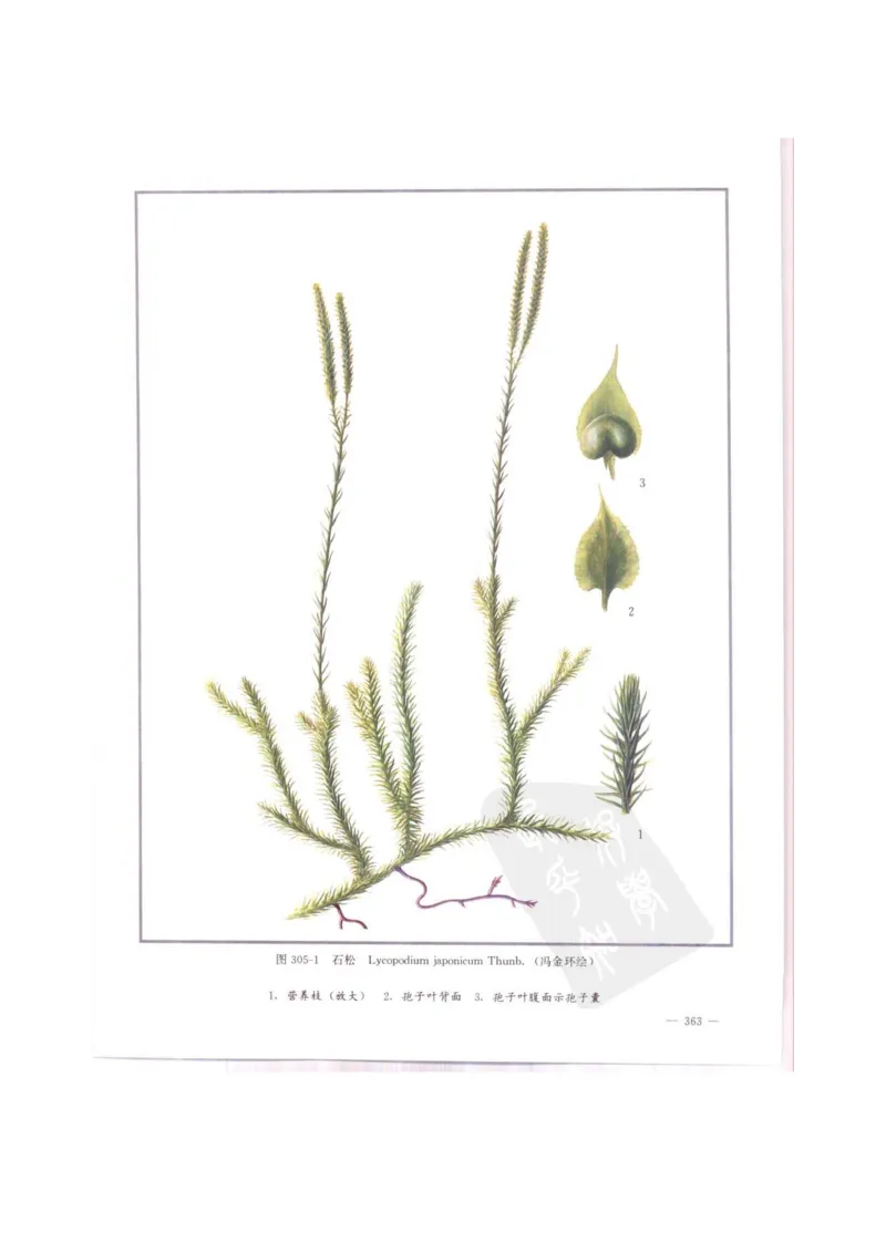 中国本草彩色图鉴（常用中药篇）（中卷）（钱信忠）_绝版书_天涯系列_t涯_绝版古籍电子书合集（13大类）_医书类_中国本草彩色图鉴（常用中药篇）_3册