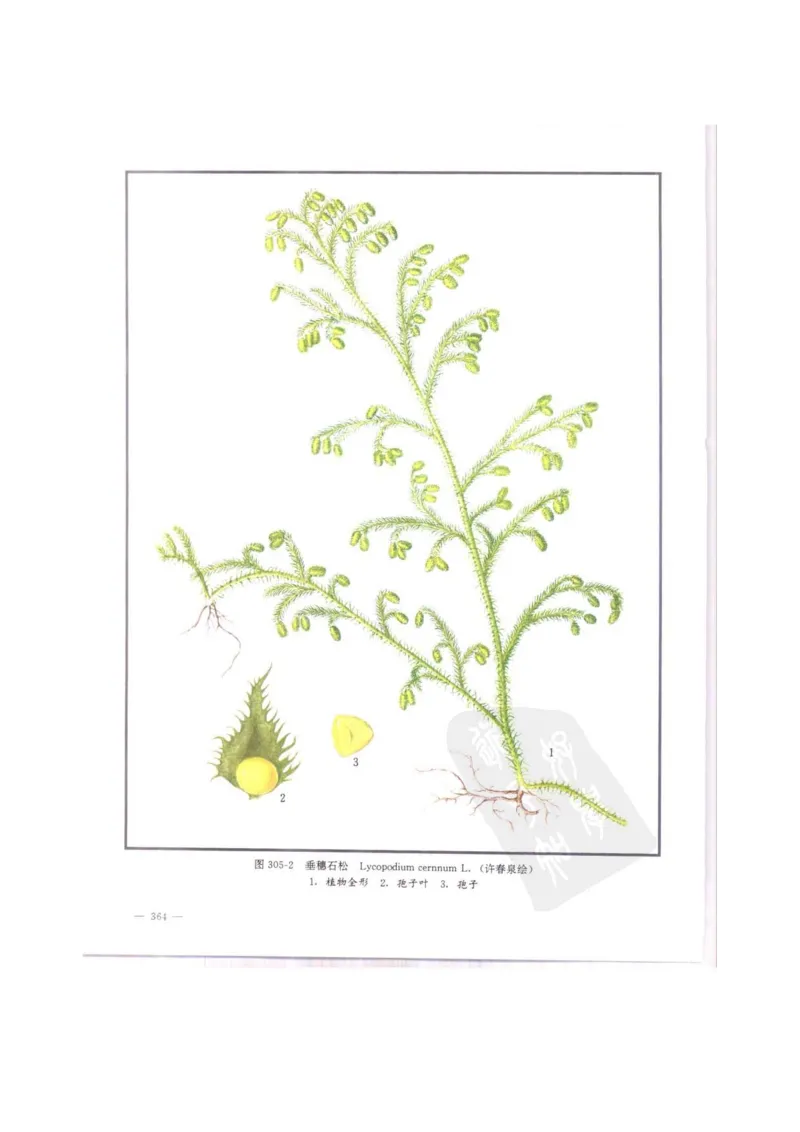 中国本草彩色图鉴（常用中药篇）（中卷）（钱信忠）_绝版书_天涯系列_t涯_绝版古籍电子书合集（13大类）_医书类_中国本草彩色图鉴（常用中药篇）_3册