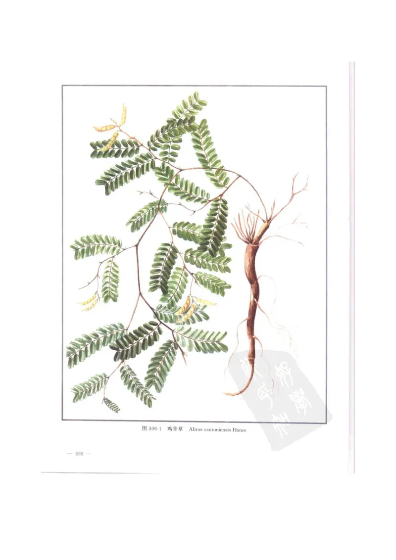 中国本草彩色图鉴（常用中药篇）（中卷）（钱信忠）_绝版书_天涯系列_t涯_绝版古籍电子书合集（13大类）_医书类_中国本草彩色图鉴（常用中药篇）_3册