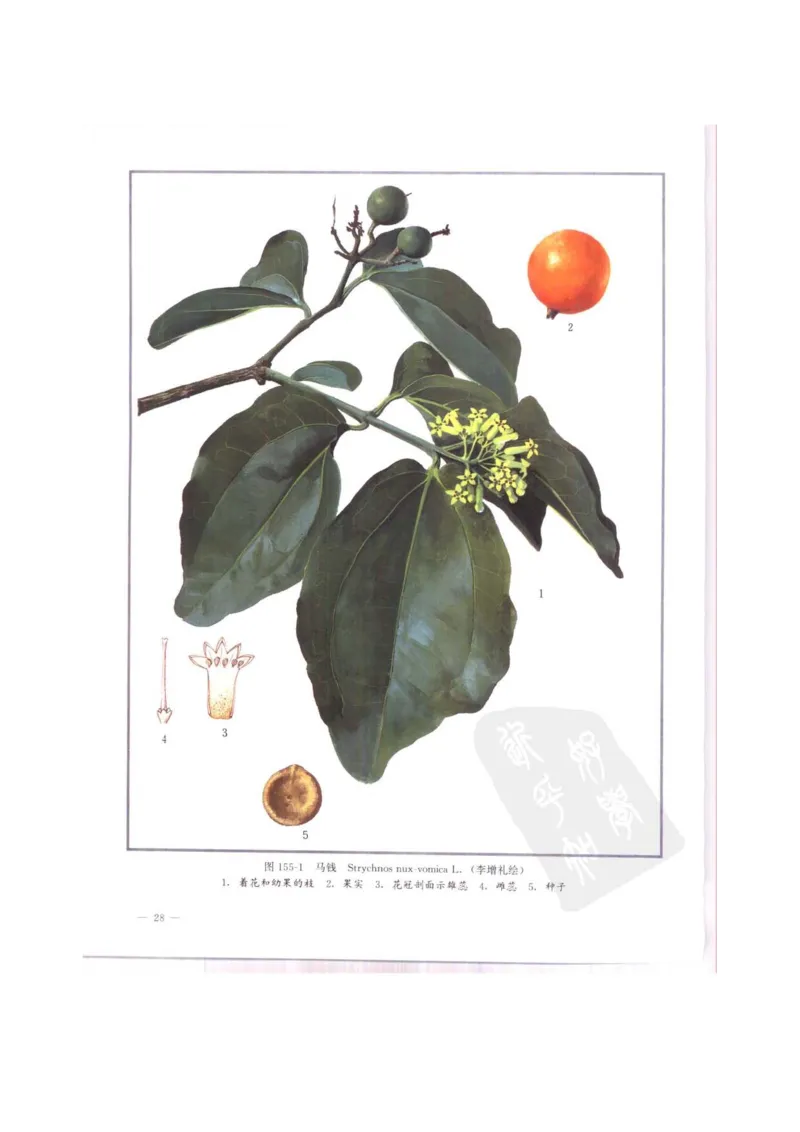 中国本草彩色图鉴（常用中药篇）（中卷）（钱信忠）_绝版书_天涯系列_t涯_绝版古籍电子书合集（13大类）_医书类_中国本草彩色图鉴（常用中药篇）_3册