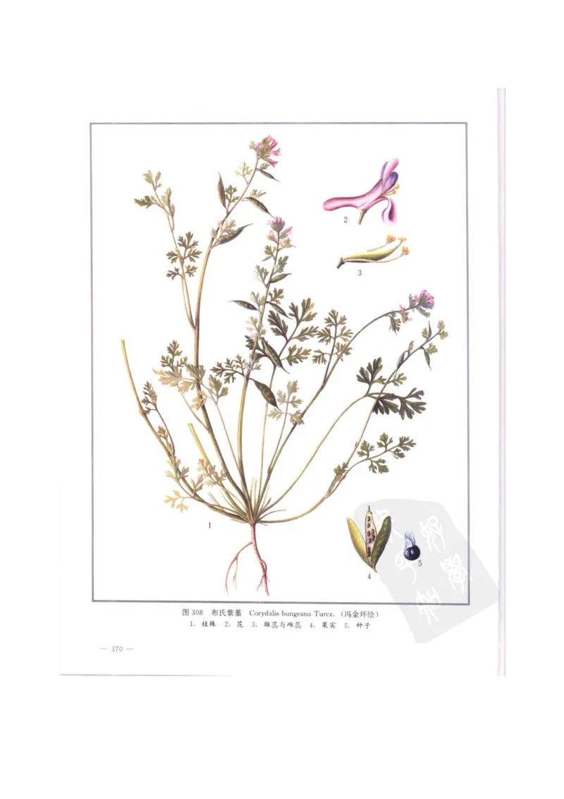 中国本草彩色图鉴（常用中药篇）（中卷）（钱信忠）_绝版书_天涯系列_t涯_绝版古籍电子书合集（13大类）_医书类_中国本草彩色图鉴（常用中药篇）_3册