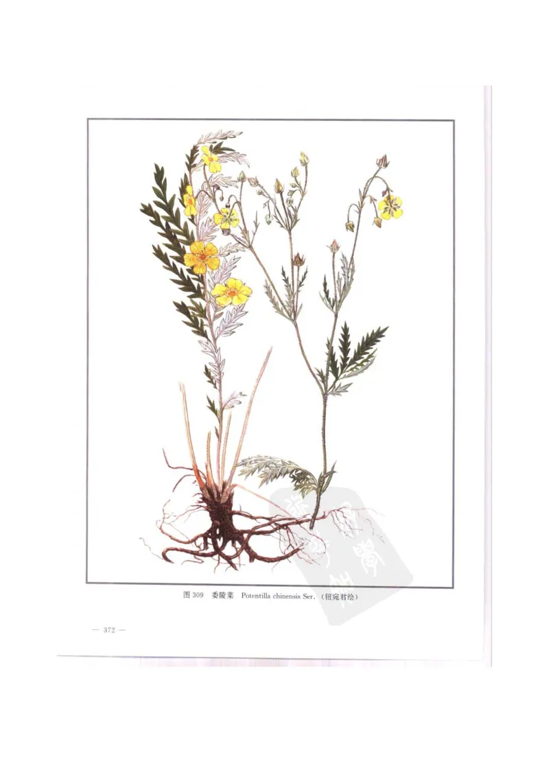 中国本草彩色图鉴（常用中药篇）（中卷）（钱信忠）_绝版书_天涯系列_t涯_绝版古籍电子书合集（13大类）_医书类_中国本草彩色图鉴（常用中药篇）_3册