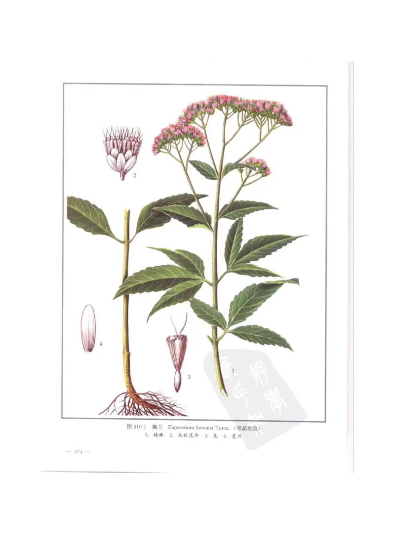 中国本草彩色图鉴（常用中药篇）（中卷）（钱信忠）_绝版书_天涯系列_t涯_绝版古籍电子书合集（13大类）_医书类_中国本草彩色图鉴（常用中药篇）_3册