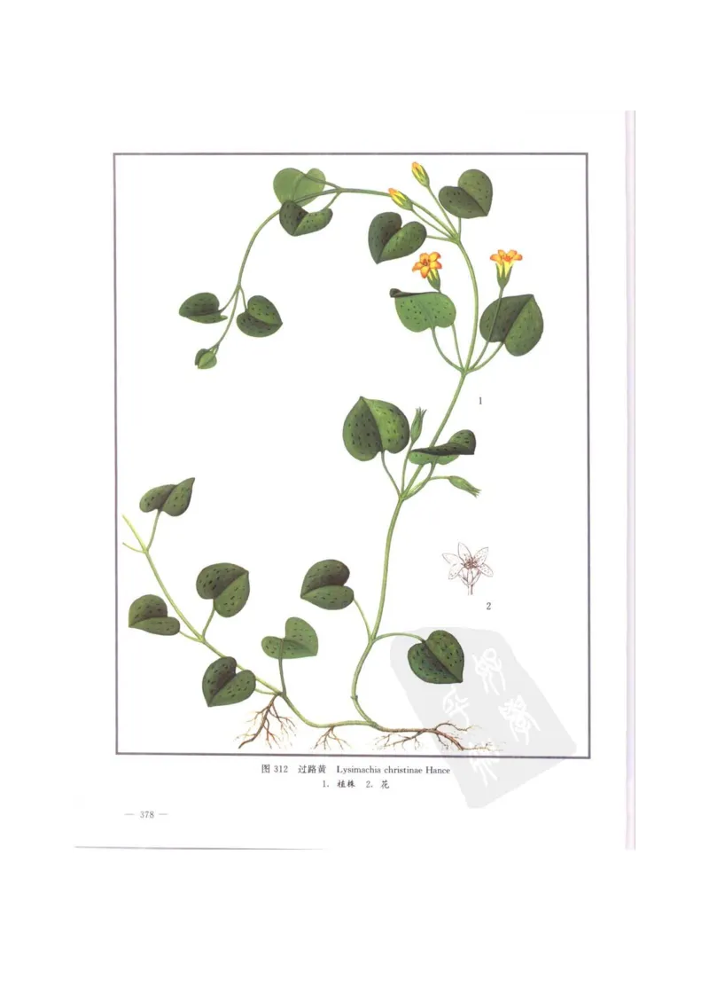 中国本草彩色图鉴（常用中药篇）（中卷）（钱信忠）_绝版书_天涯系列_t涯_绝版古籍电子书合集（13大类）_医书类_中国本草彩色图鉴（常用中药篇）_3册