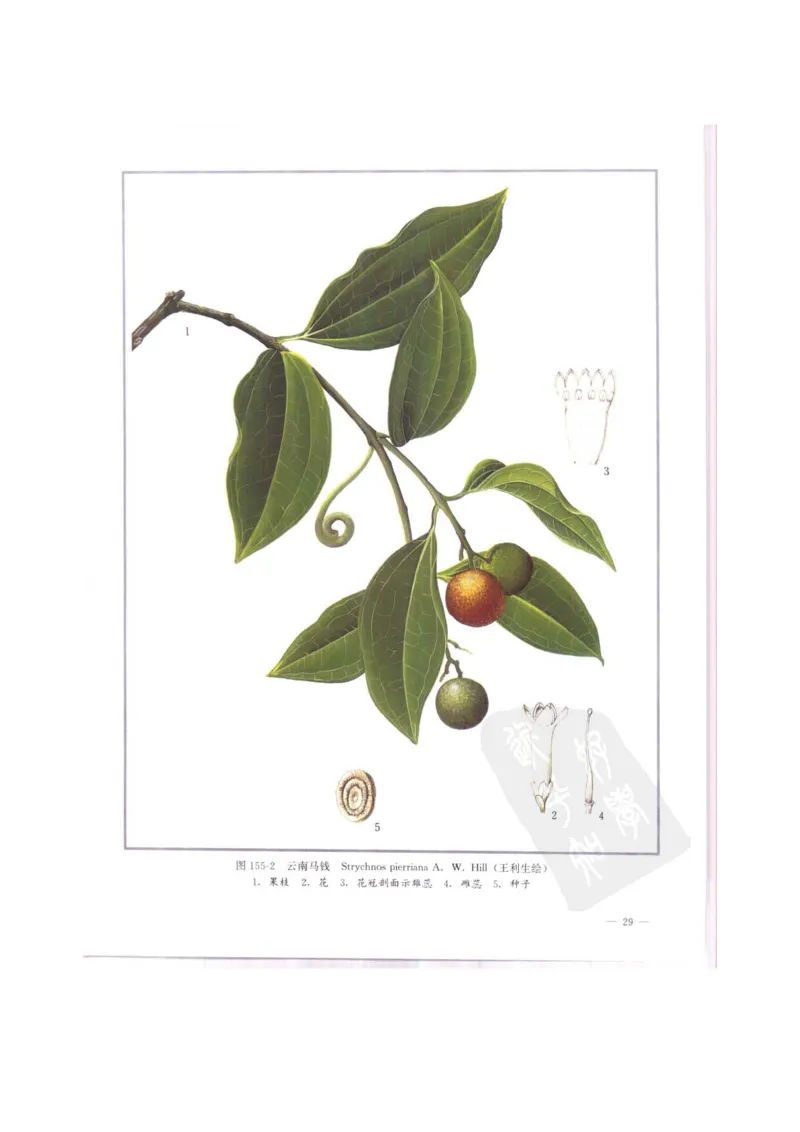 中国本草彩色图鉴（常用中药篇）（中卷）（钱信忠）_绝版书_天涯系列_t涯_绝版古籍电子书合集（13大类）_医书类_中国本草彩色图鉴（常用中药篇）_3册