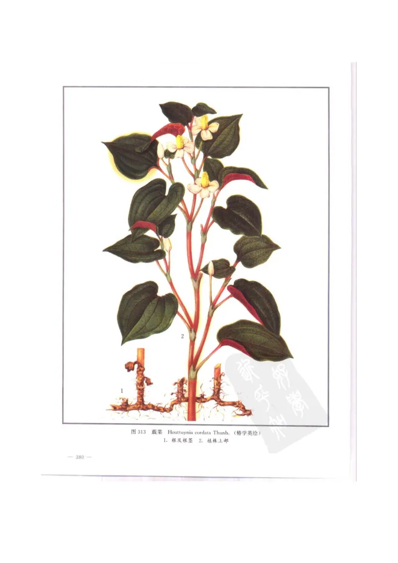 中国本草彩色图鉴（常用中药篇）（中卷）（钱信忠）_绝版书_天涯系列_t涯_绝版古籍电子书合集（13大类）_医书类_中国本草彩色图鉴（常用中药篇）_3册