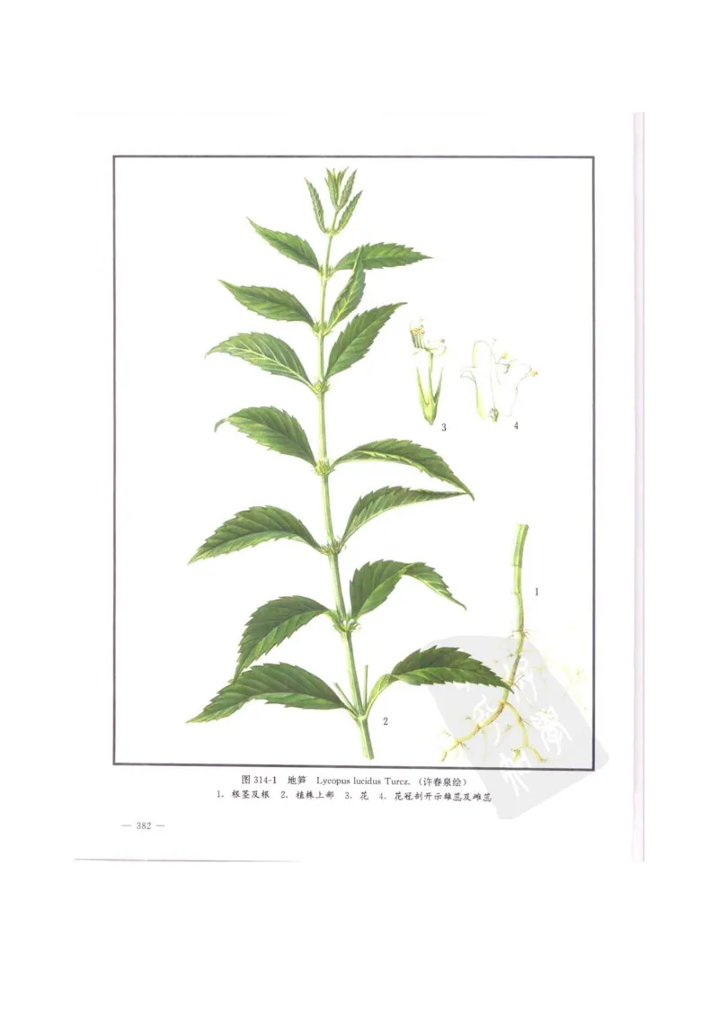 中国本草彩色图鉴（常用中药篇）（中卷）（钱信忠）_绝版书_天涯系列_t涯_绝版古籍电子书合集（13大类）_医书类_中国本草彩色图鉴（常用中药篇）_3册