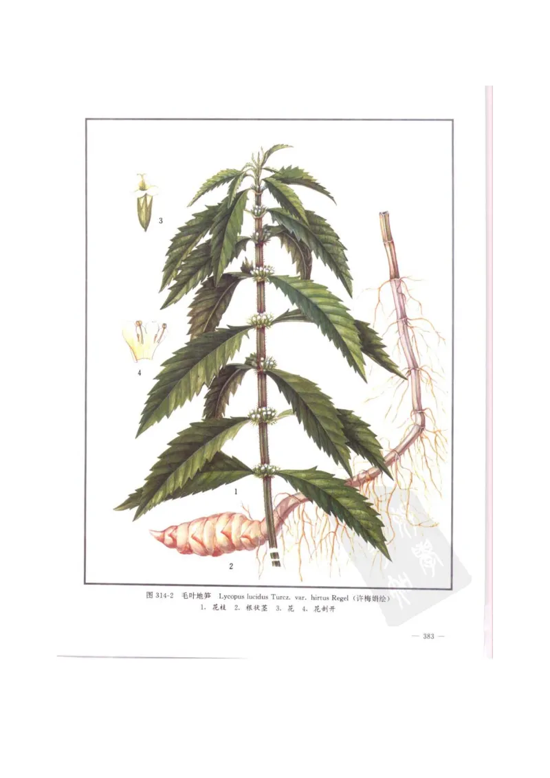 中国本草彩色图鉴（常用中药篇）（中卷）（钱信忠）_绝版书_天涯系列_t涯_绝版古籍电子书合集（13大类）_医书类_中国本草彩色图鉴（常用中药篇）_3册