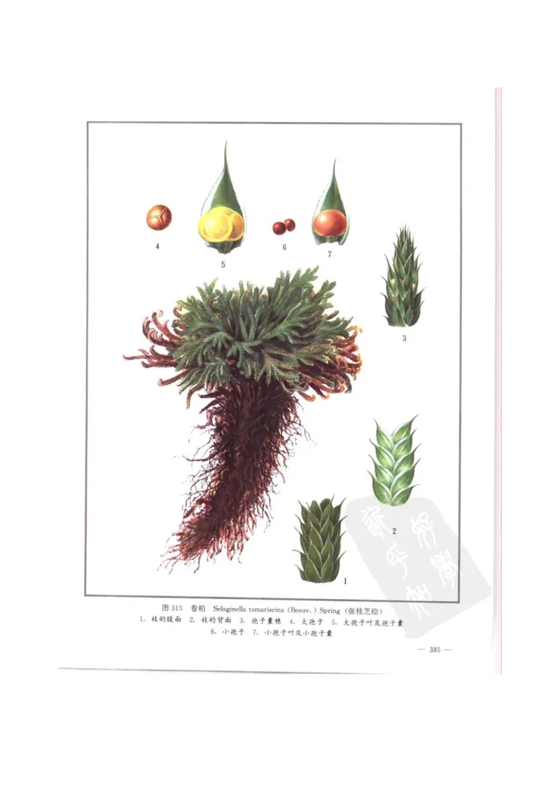 中国本草彩色图鉴（常用中药篇）（中卷）（钱信忠）_绝版书_天涯系列_t涯_绝版古籍电子书合集（13大类）_医书类_中国本草彩色图鉴（常用中药篇）_3册