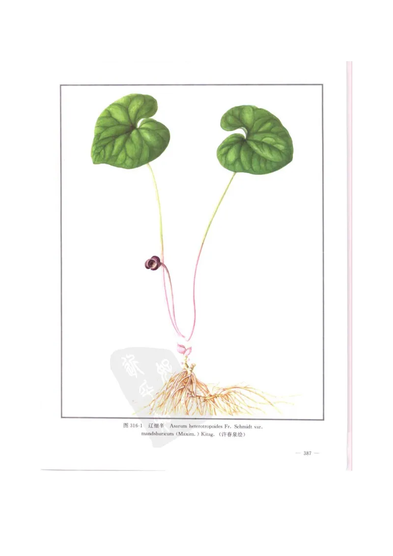 中国本草彩色图鉴（常用中药篇）（中卷）（钱信忠）_绝版书_天涯系列_t涯_绝版古籍电子书合集（13大类）_医书类_中国本草彩色图鉴（常用中药篇）_3册