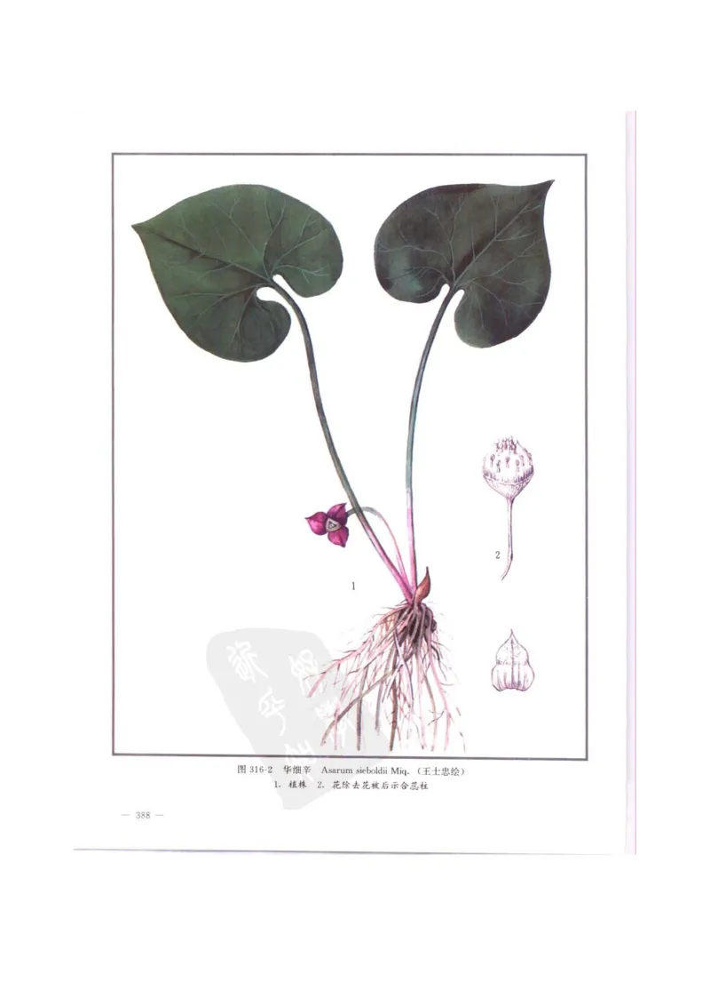 中国本草彩色图鉴（常用中药篇）（中卷）（钱信忠）_绝版书_天涯系列_t涯_绝版古籍电子书合集（13大类）_医书类_中国本草彩色图鉴（常用中药篇）_3册