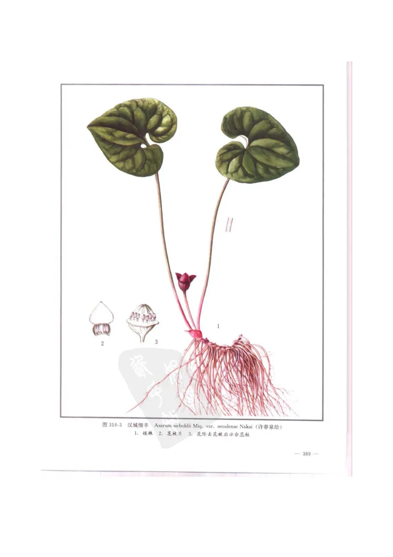 中国本草彩色图鉴（常用中药篇）（中卷）（钱信忠）_绝版书_天涯系列_t涯_绝版古籍电子书合集（13大类）_医书类_中国本草彩色图鉴（常用中药篇）_3册