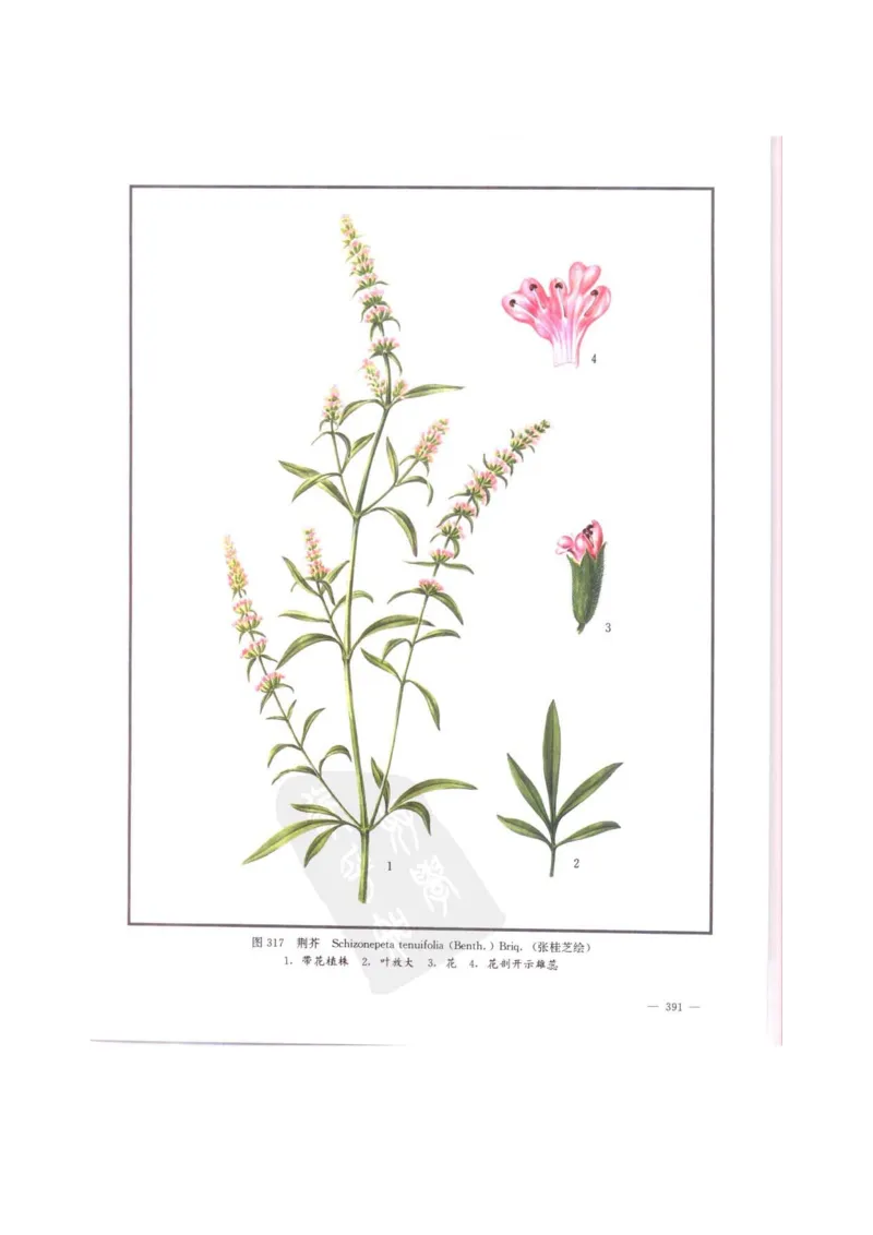 中国本草彩色图鉴（常用中药篇）（中卷）（钱信忠）_绝版书_天涯系列_t涯_绝版古籍电子书合集（13大类）_医书类_中国本草彩色图鉴（常用中药篇）_3册