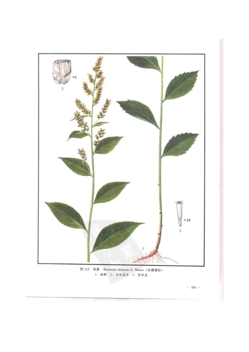 中国本草彩色图鉴（常用中药篇）（中卷）（钱信忠）_绝版书_天涯系列_t涯_绝版古籍电子书合集（13大类）_医书类_中国本草彩色图鉴（常用中药篇）_3册