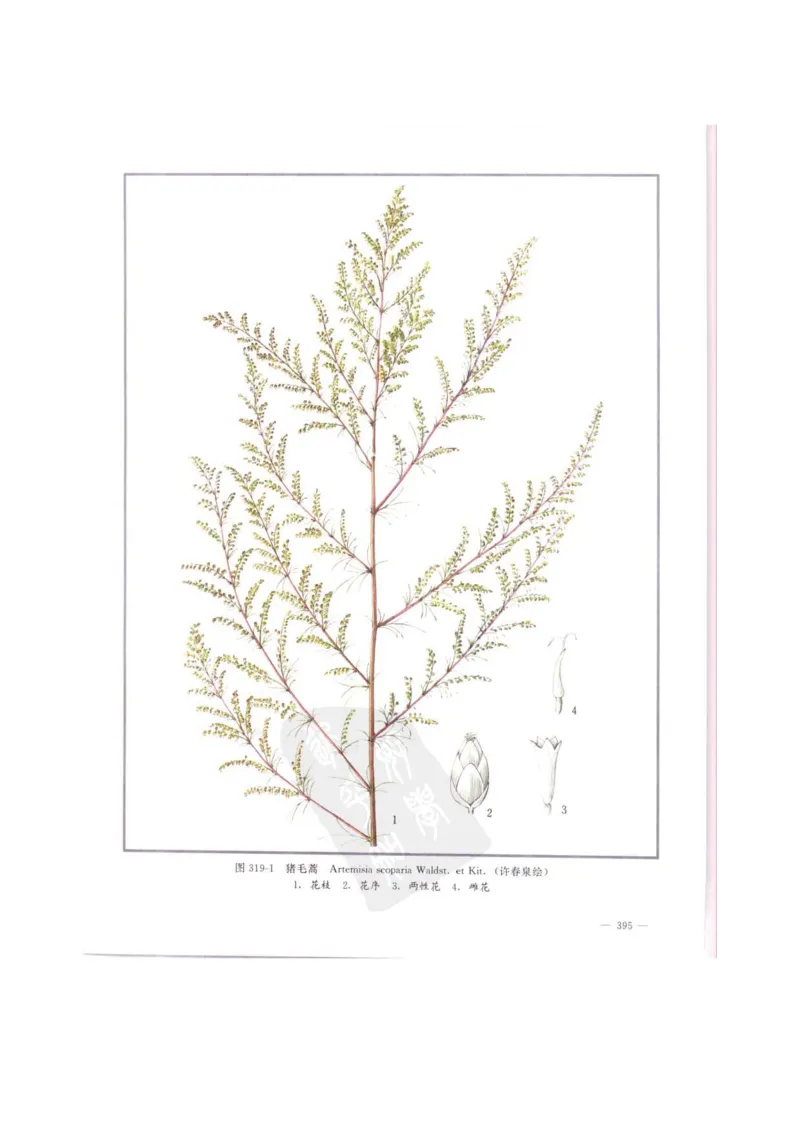 中国本草彩色图鉴（常用中药篇）（中卷）（钱信忠）_绝版书_天涯系列_t涯_绝版古籍电子书合集（13大类）_医书类_中国本草彩色图鉴（常用中药篇）_3册