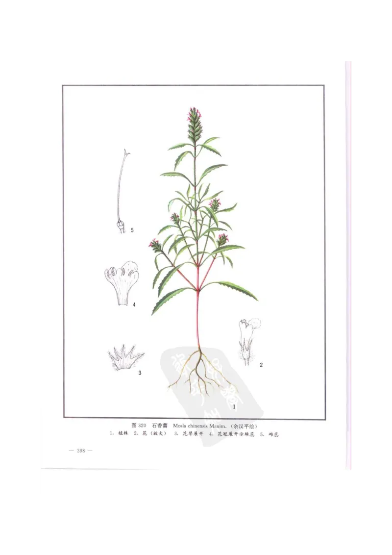 中国本草彩色图鉴（常用中药篇）（中卷）（钱信忠）_绝版书_天涯系列_t涯_绝版古籍电子书合集（13大类）_医书类_中国本草彩色图鉴（常用中药篇）_3册