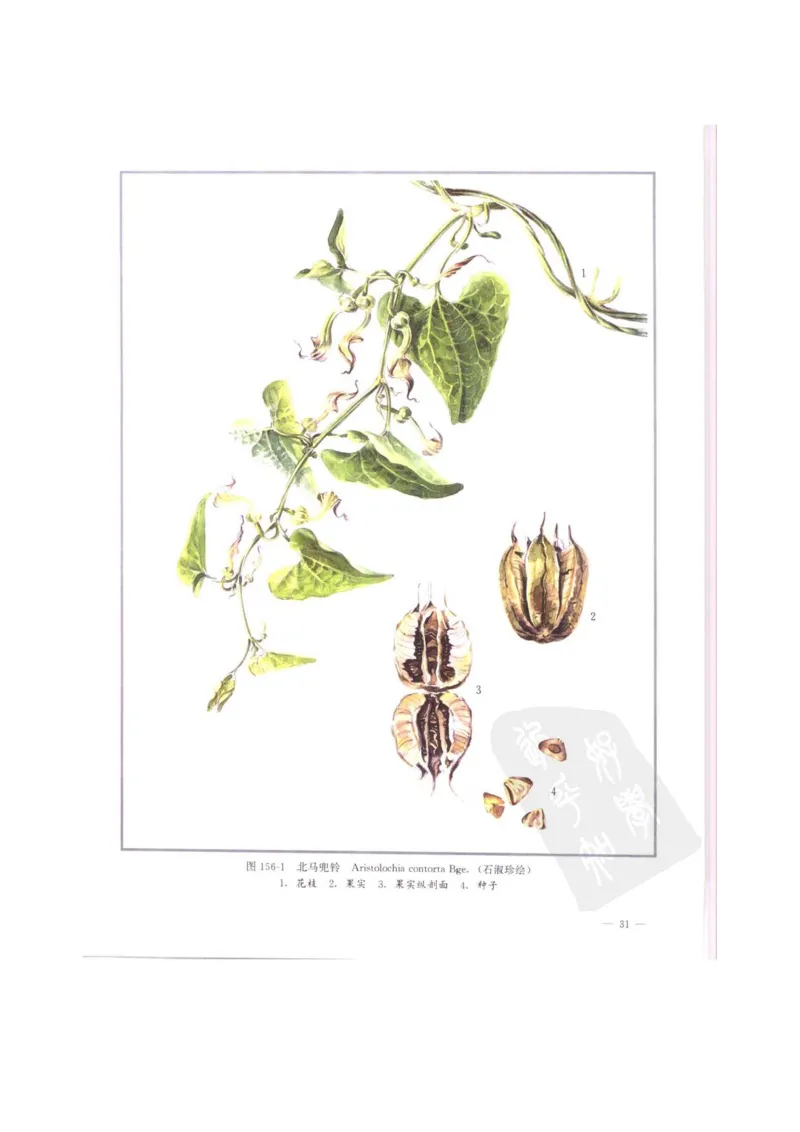 中国本草彩色图鉴（常用中药篇）（中卷）（钱信忠）_绝版书_天涯系列_t涯_绝版古籍电子书合集（13大类）_医书类_中国本草彩色图鉴（常用中药篇）_3册