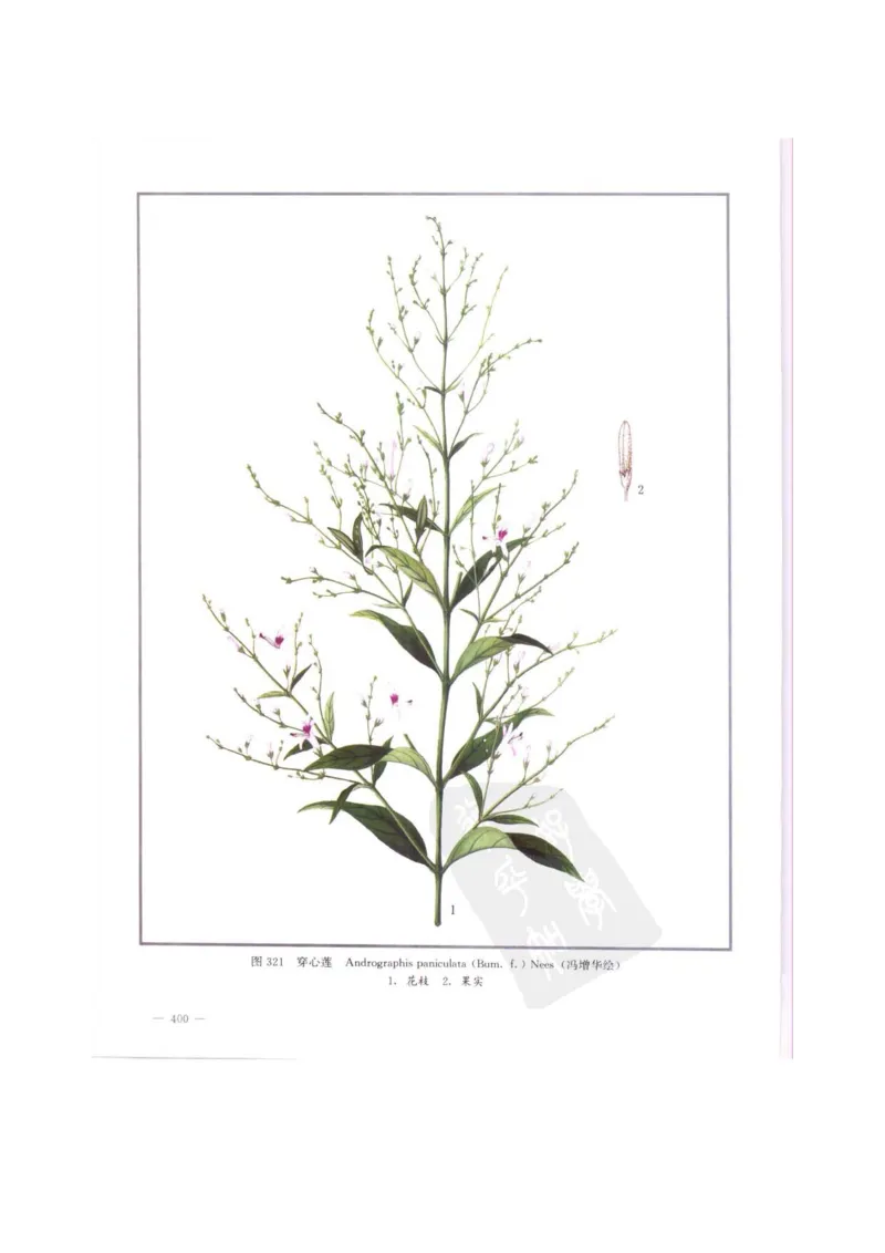 中国本草彩色图鉴（常用中药篇）（中卷）（钱信忠）_绝版书_天涯系列_t涯_绝版古籍电子书合集（13大类）_医书类_中国本草彩色图鉴（常用中药篇）_3册