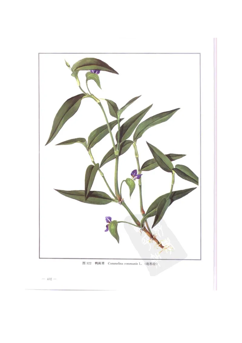 中国本草彩色图鉴（常用中药篇）（中卷）（钱信忠）_绝版书_天涯系列_t涯_绝版古籍电子书合集（13大类）_医书类_中国本草彩色图鉴（常用中药篇）_3册