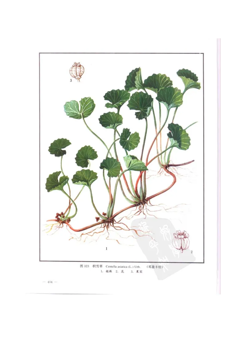 中国本草彩色图鉴（常用中药篇）（中卷）（钱信忠）_绝版书_天涯系列_t涯_绝版古籍电子书合集（13大类）_医书类_中国本草彩色图鉴（常用中药篇）_3册